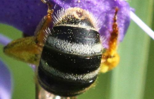 Lasioglossum xanthopus